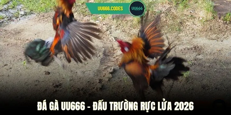 Đá gà UU666 - Đấu trường rực lửa 2026