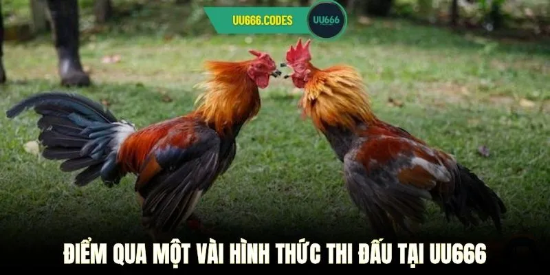 Điểm qua một vài hình thức thi đấu tại UU666